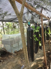 Plantlife breeding in local public school
