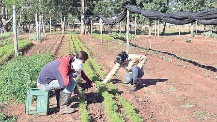 Green Futures: Forestry Scholarships for Paraguaya