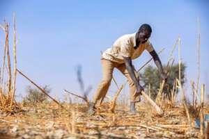 Hunger tightens grip on drought-stricken North