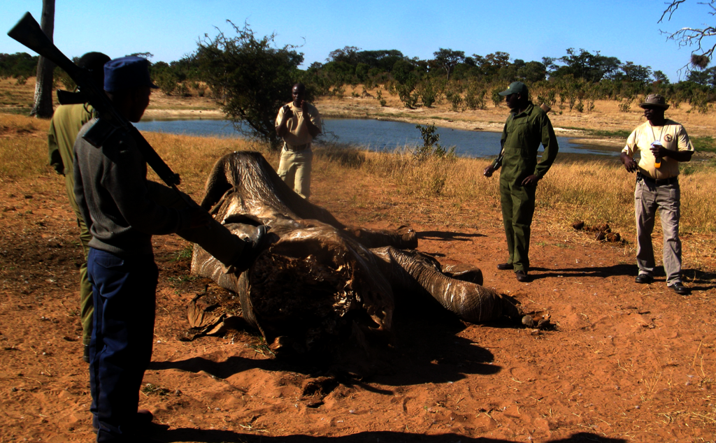 The Shepherd's Shield Protecting Frontline Rangers