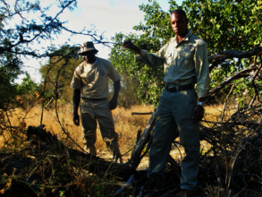 Rangers with wire snares