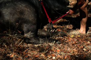 Ranger freeing a snared buffalo