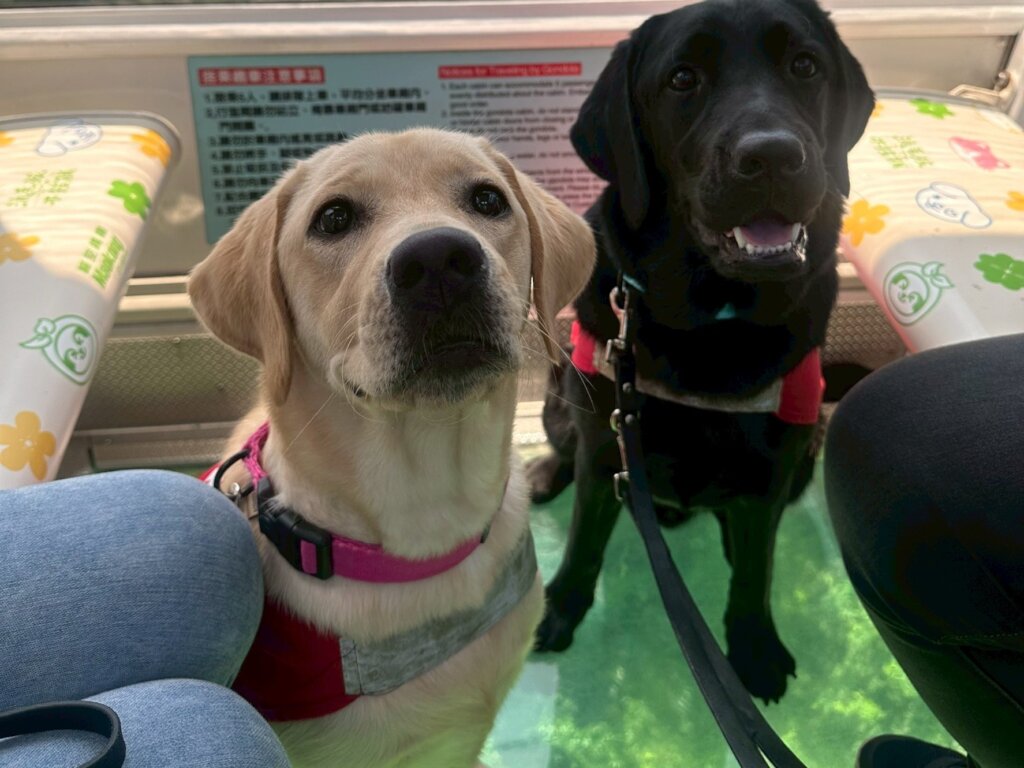 Support Guide Dogs for People in Need