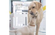 Support Guide Dogs for People in Need
