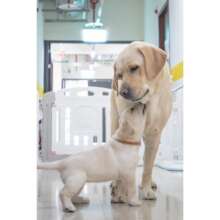 Support Guide Dogs for People in Need