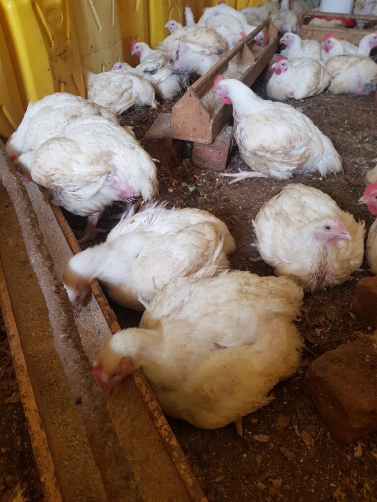 EMPOWER 200 RURAL WOMEN THROUGH POULTRY FARMING