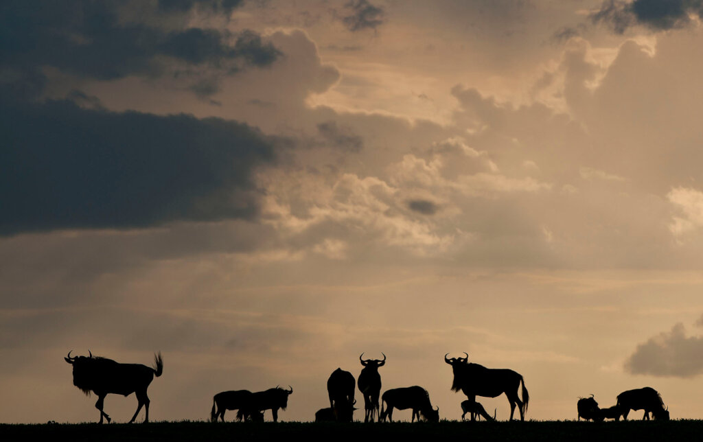 Serengeti People and Wildlife