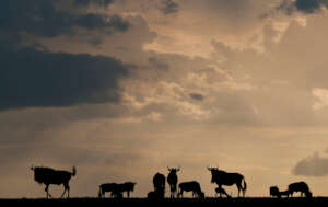 Serengeti Wildebreast Migration