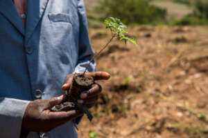 A tree seedling for planting.