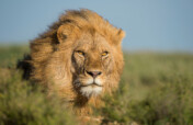 Serengeti People and Wildlife