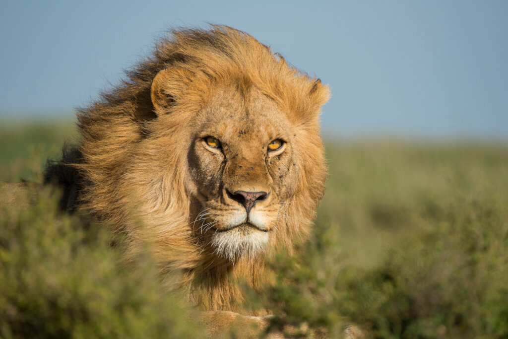 Serengeti People and Wildlife