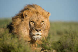 Serengeti People and Wildlife