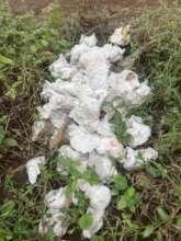 Discarded Diapers Pollute Local Waterways