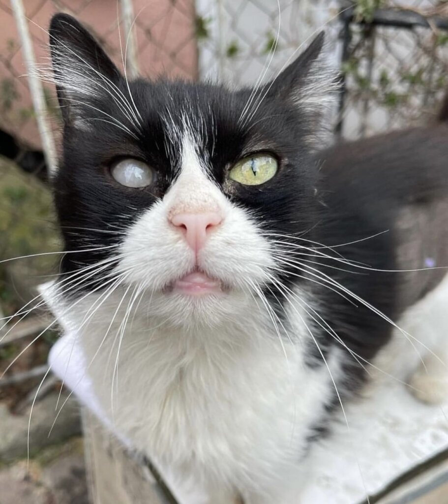 TNR in Istanbul