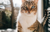 TNR in Istanbul