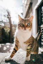 TNR in Istanbul