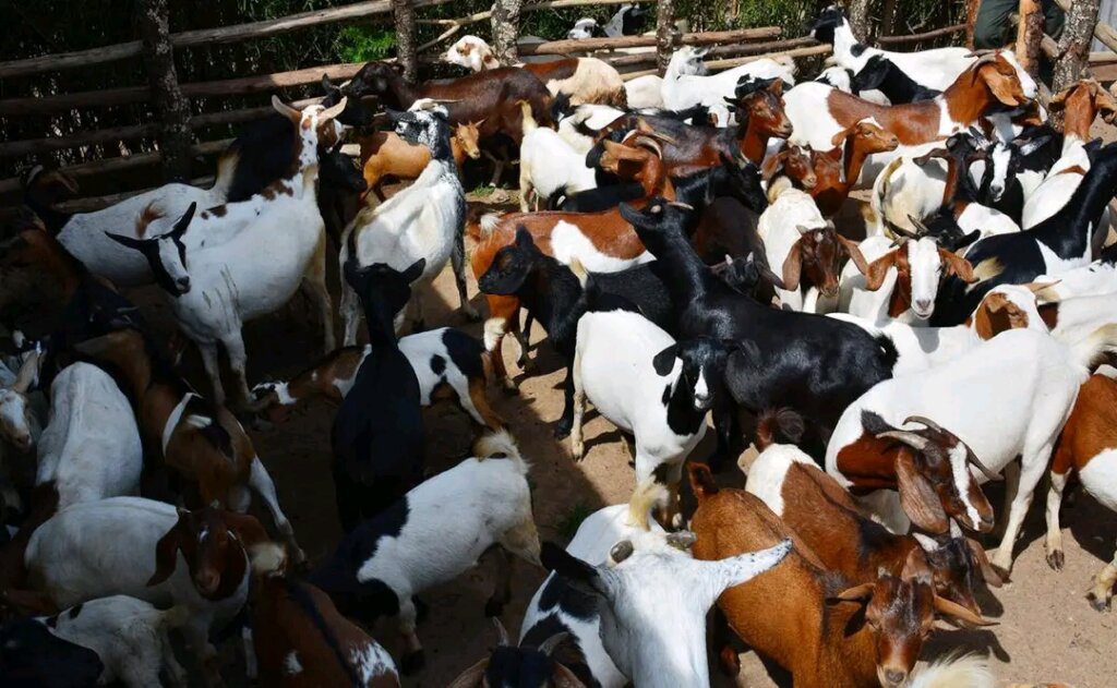 Rotational Goat Farming for Vulnerable Elderly DRC