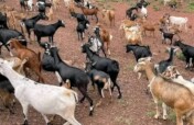 Rotational Goat Farming for Vulnerable Elderly DRC