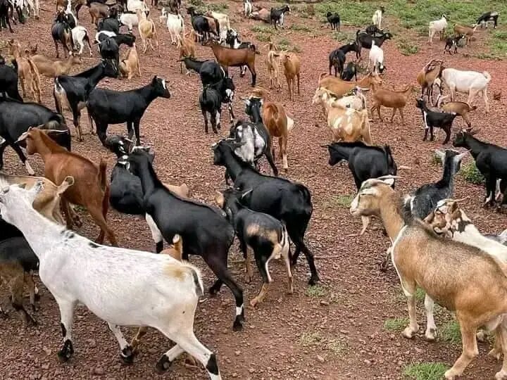 Rotational Goat Farming for Vulnerable Elderly DRC