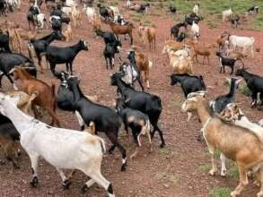 Rotational Goat Farming for Vulnerable Elderly DRC