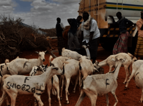 Goats gathering around a water truck