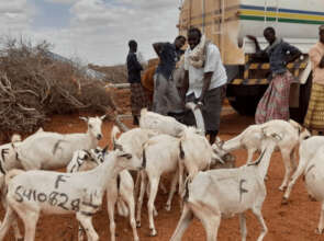 Goats gathered around a water truck