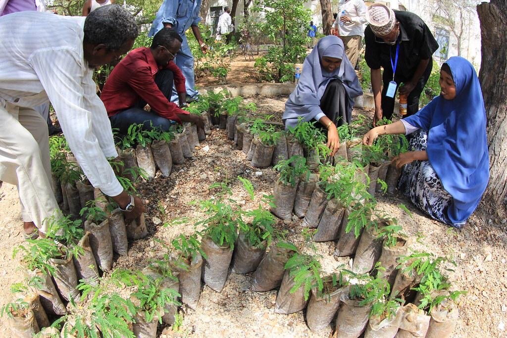 One Million Trees for Somalia