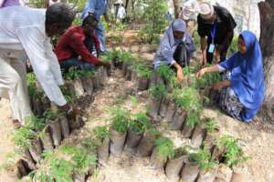 One Million Trees for Somalia