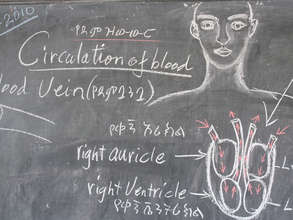 Lesson about the Circulatory System