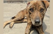 Save 50 Dogs with Maggot Wounds in Indian Monsoon