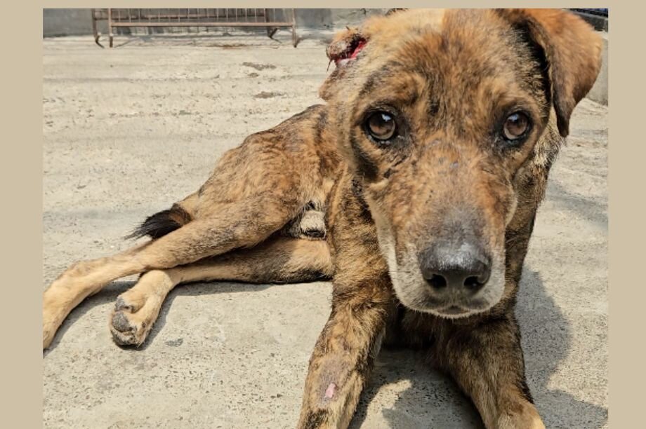 Save 50 Dogs with Maggot Wounds in Indian Monsoon