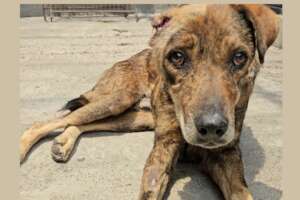 Save 50 Dogs with Maggot Wounds in Indian Monsoon