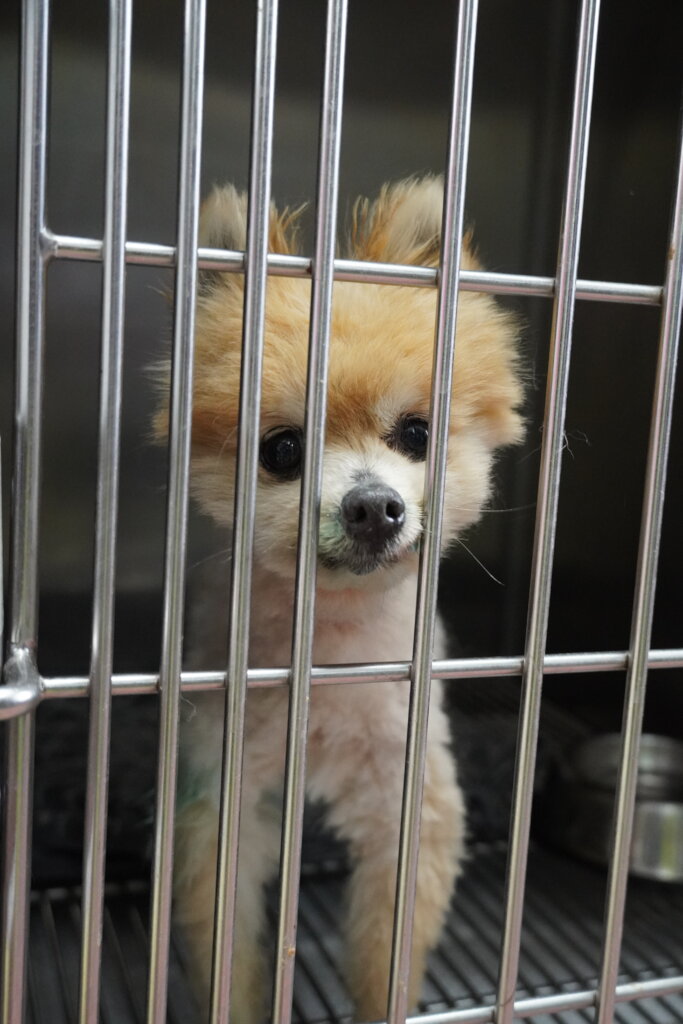 Fund a Vital Shelter Renovation: Cage Free Living