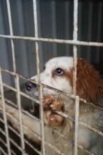 Millie at the shelter