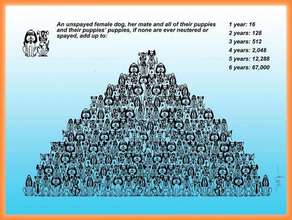 the need for spaying