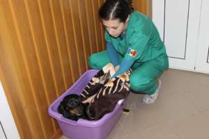 vet tech Anda Popescu