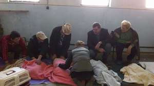 dogs in recovery Bistrita