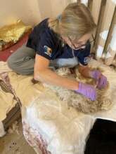 Nancy Janes grooming a dog with matts