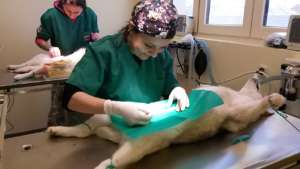 Center of Hope spays with Dr. Miruna Berzuc