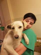 Patients for spaying in Craiova