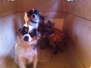 dogs from villages arrive