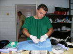 Dr. Aurelian Stefan doing spay/neuter surgery