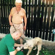 helping an elderly man with dog and collar
