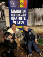 dogs returned to their guardians