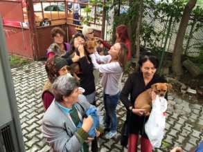 spaying with our mobile clinic, HOPE, in villages