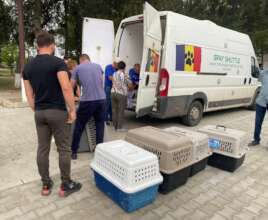 Spay Shuttle picks up village dogs for spaying