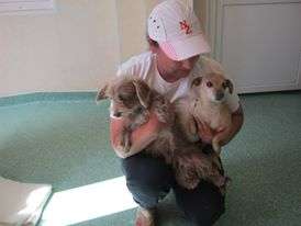 Two doggies that will not have unwanted pups!