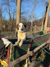 a wagon brings a dog for spaying