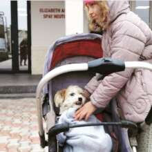 Dog in a stroller for spaying