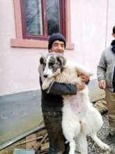 One big patient and happy guardian at a spayathon